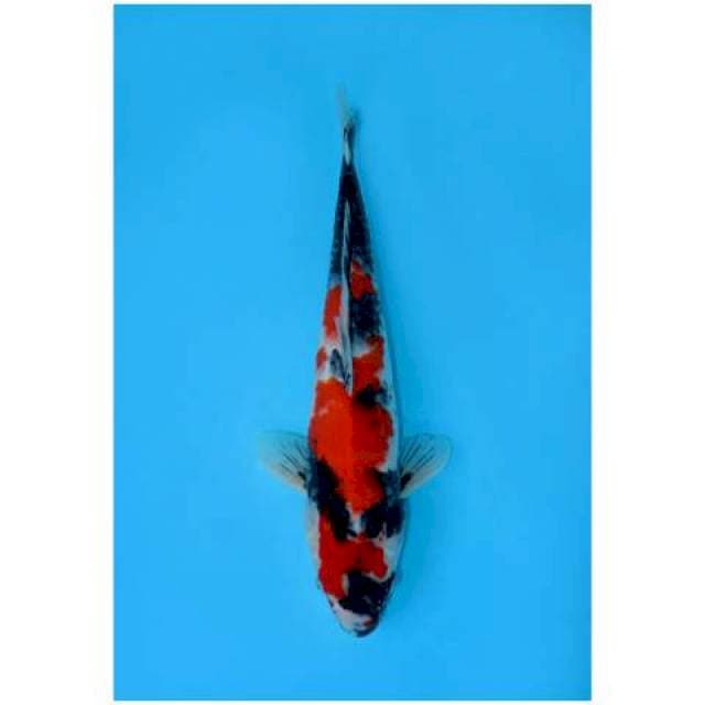 SHOWA 49CM FEMALE