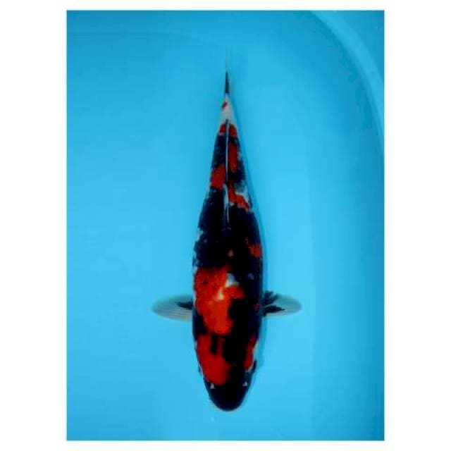 SHOWA SANSHOKU 45 CM FEMALE
