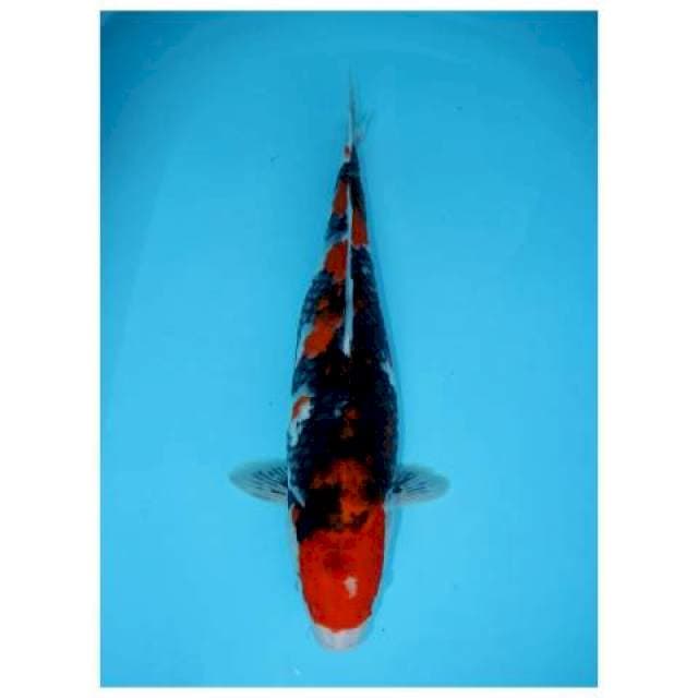 SHOWA 47 CM FEMALE