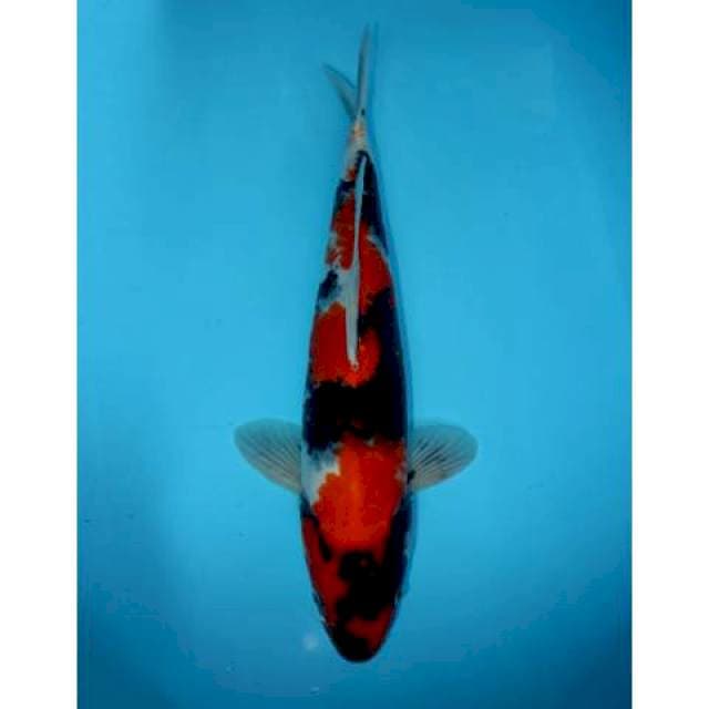 SHOWA 45 CM