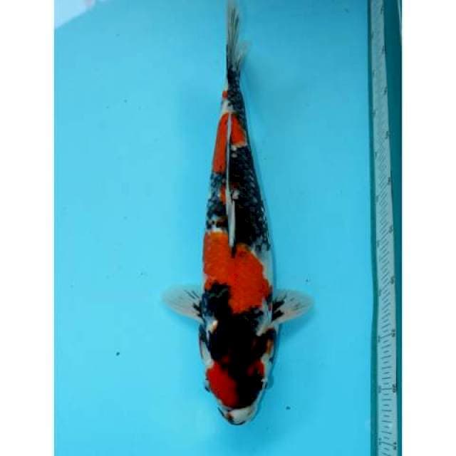 SHOWA 41 CM FEMALE