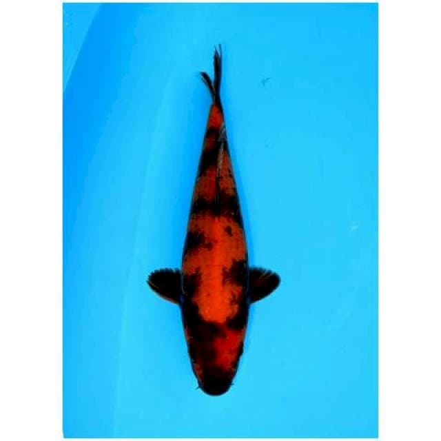 UTSURI 27 CM MALE