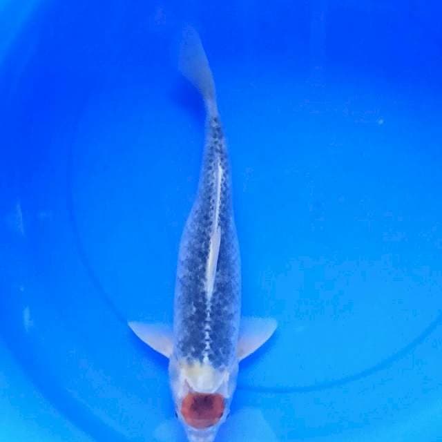Pentol goshiki