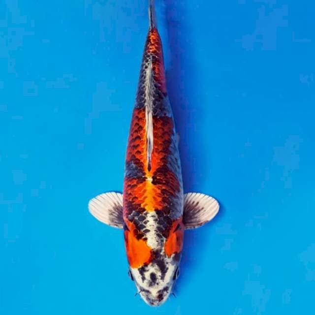 SAMOSA 3 - BENI GINGA ®