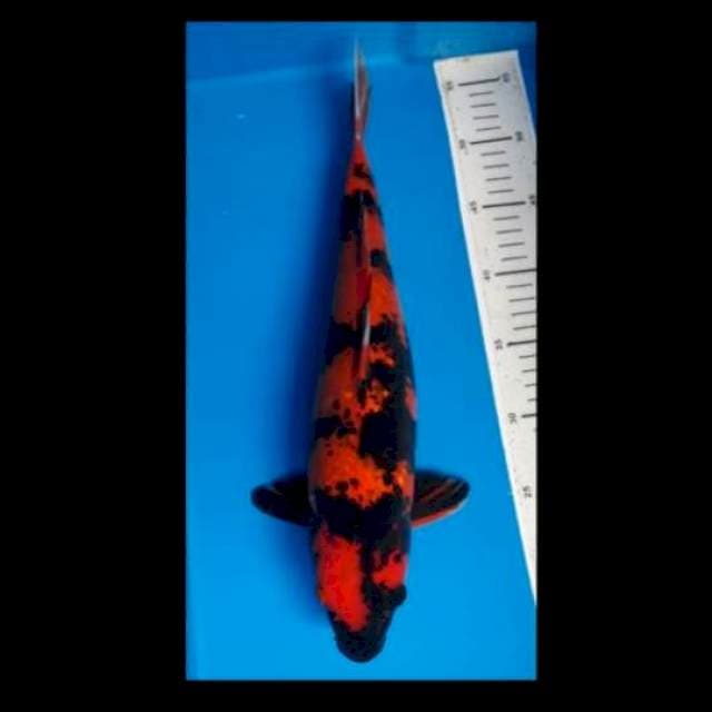 Hi Utsuri Ginrin 40 cm