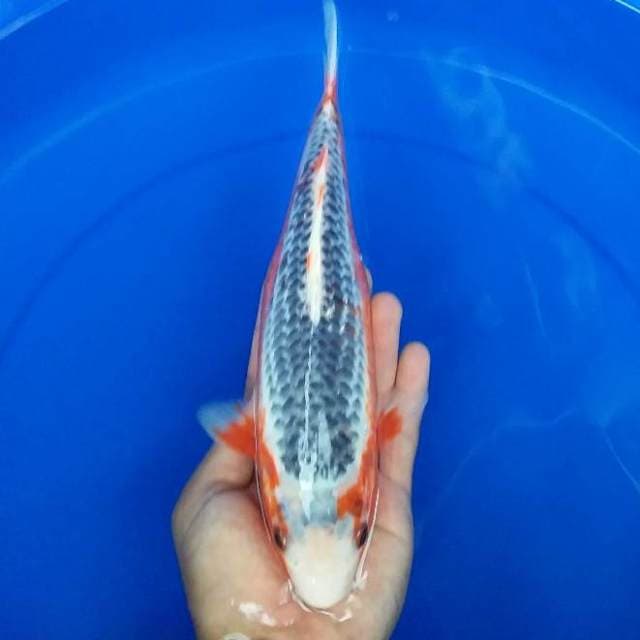 asagi 26cm