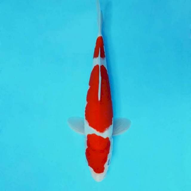 SAMOSA 7 - KOHAKU 3 STEPS ®