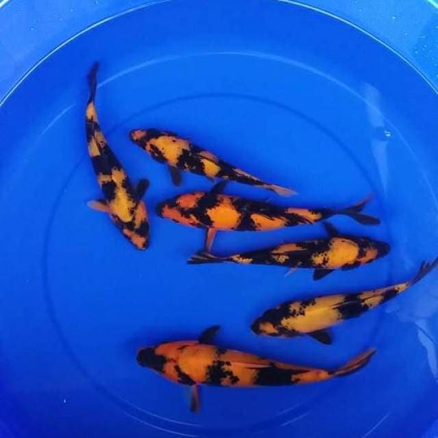mix utsuri 6 ekor (17-21cm)