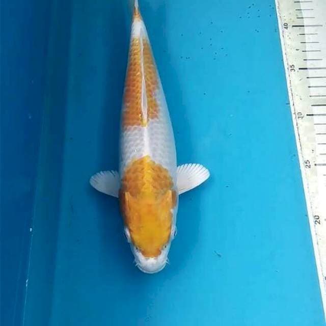 Hariwake 29cm