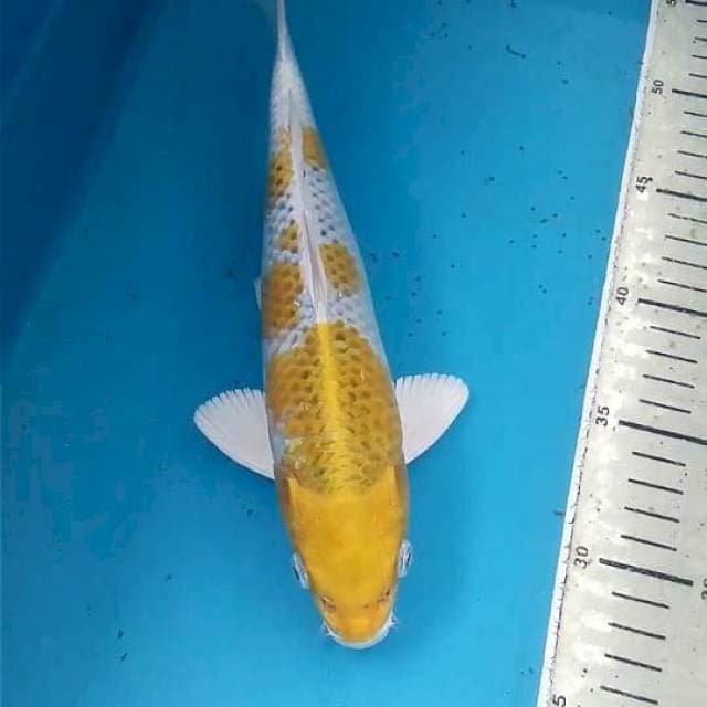 Hariwake 27cm