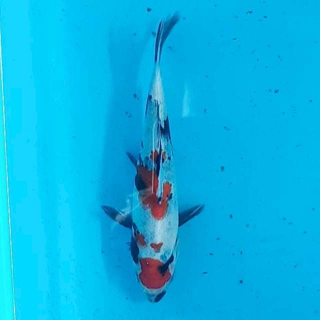 Maruten showa siip 17cm ori