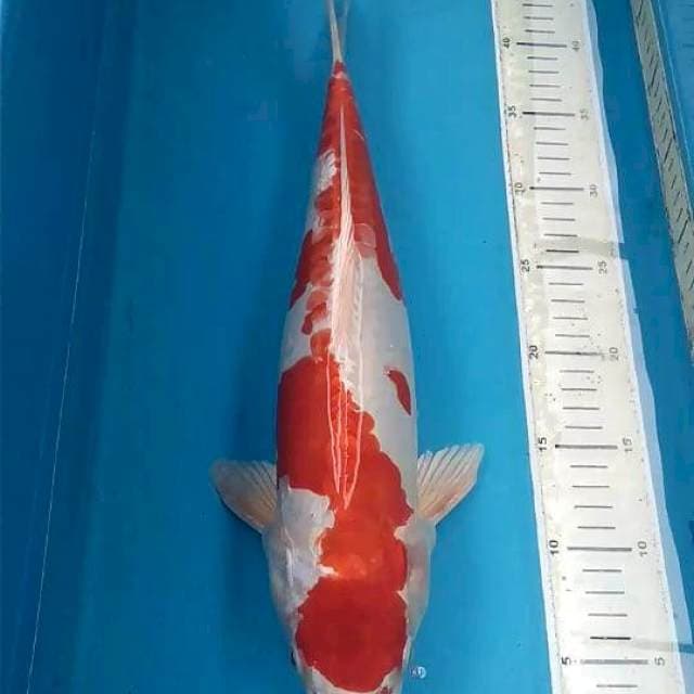 Kikushui 43cm