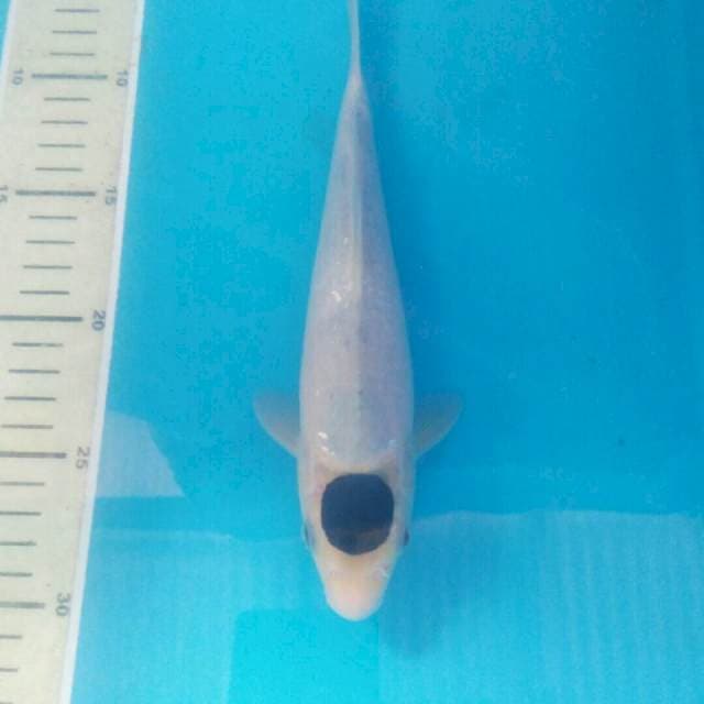 Tancho Budo Goromo, male 23 cm