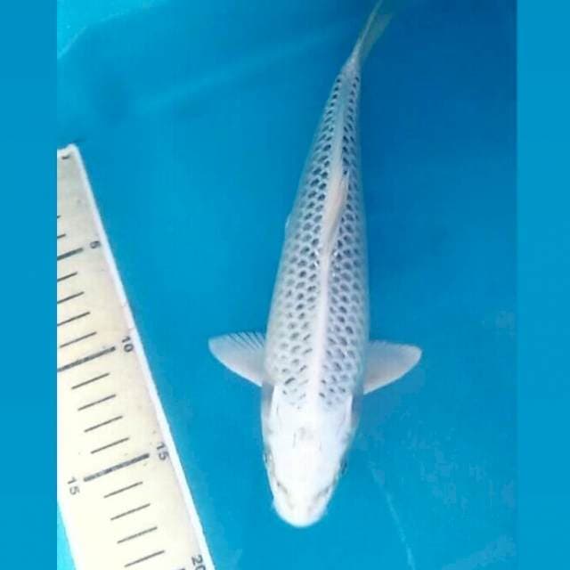 Kin Matsuba, male 25 cm