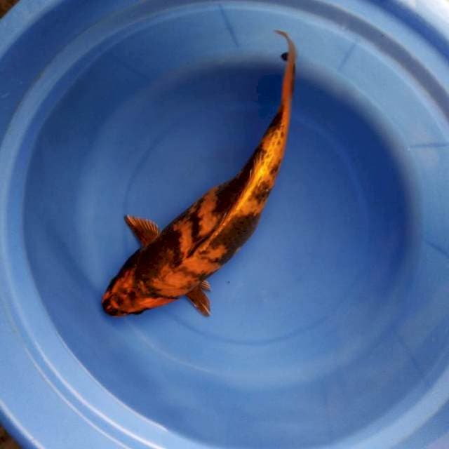 35cm antik