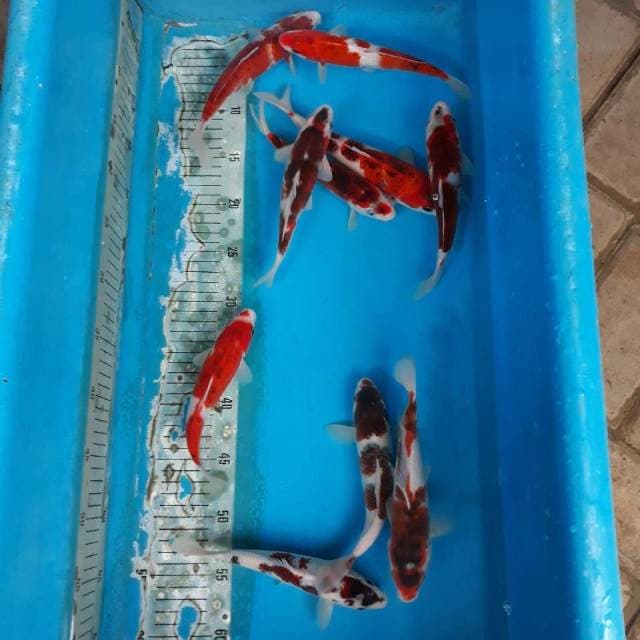 Goromo