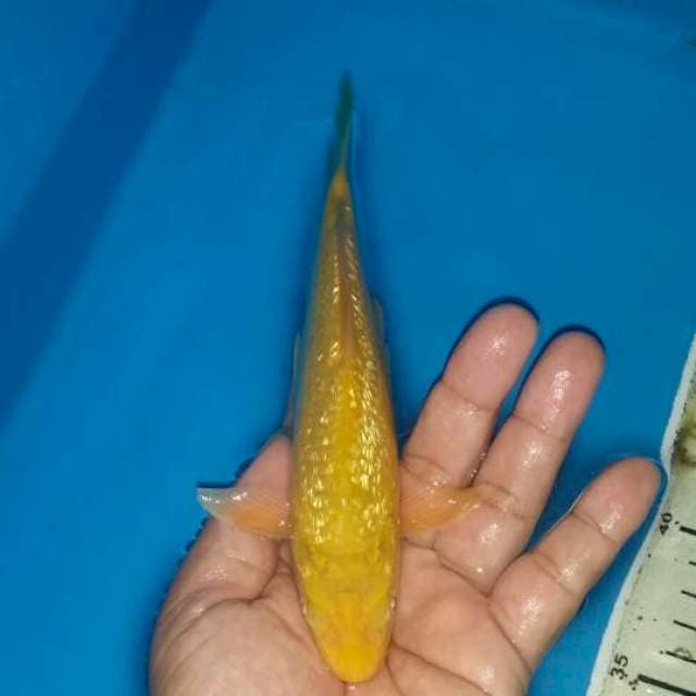 Karashi ginrin