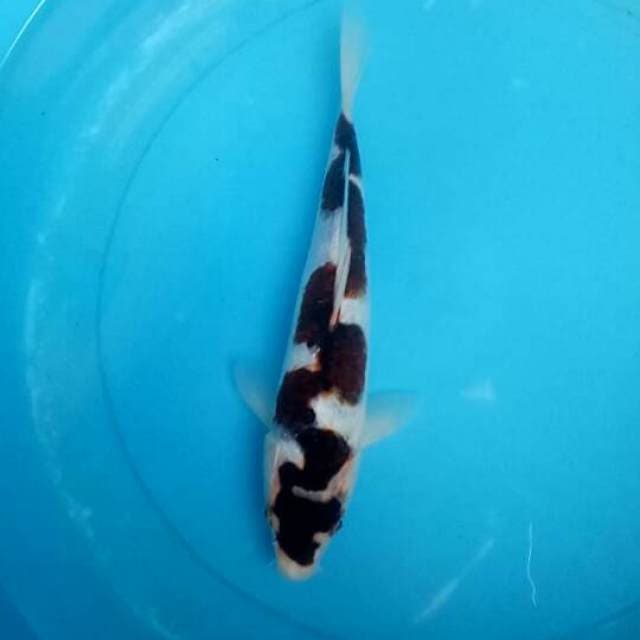 Black Mamba 29 CM