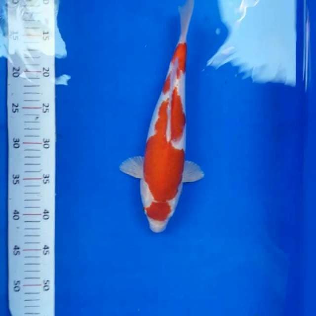 Kohaku*32cm ciamix