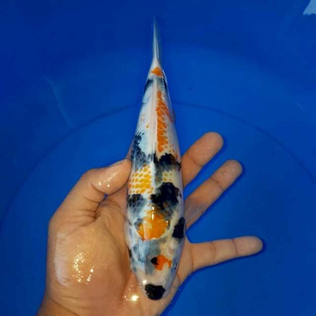Showa kanoko