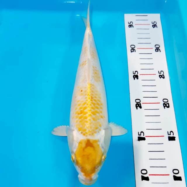 Maruten hariwake 28 cm