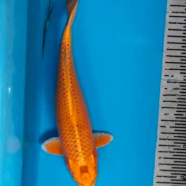 Matsuba 31cm