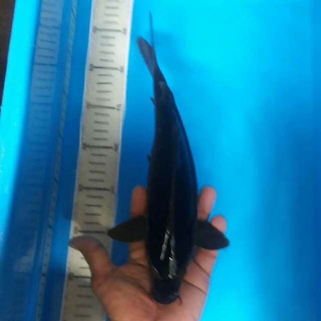 Karashu body berpunuk.mulus