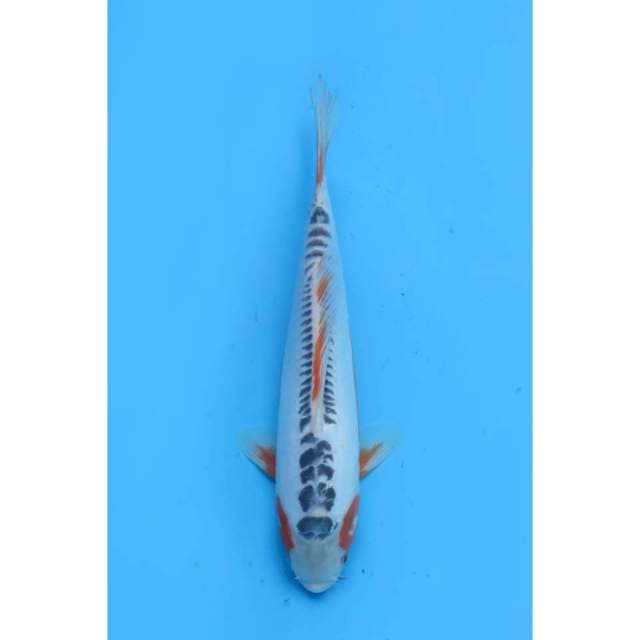 Shusui Good Skin - 32cm