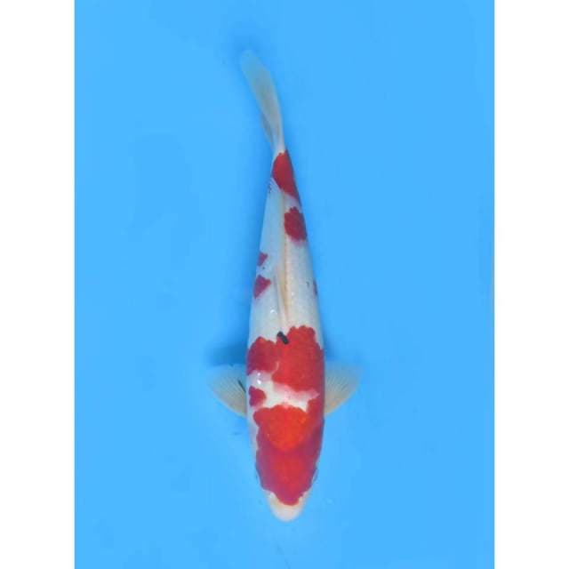 Red Sanke - 34cm