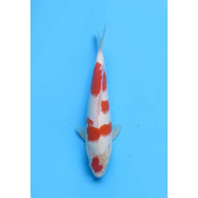 Kohaku Sakura Original - 27cm Male