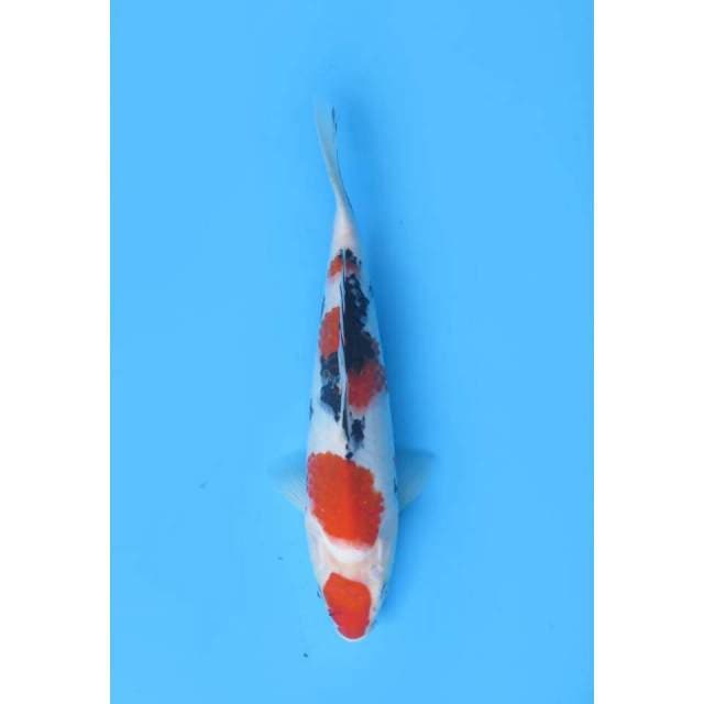 Maruten Sanke SQ - 27cm Male