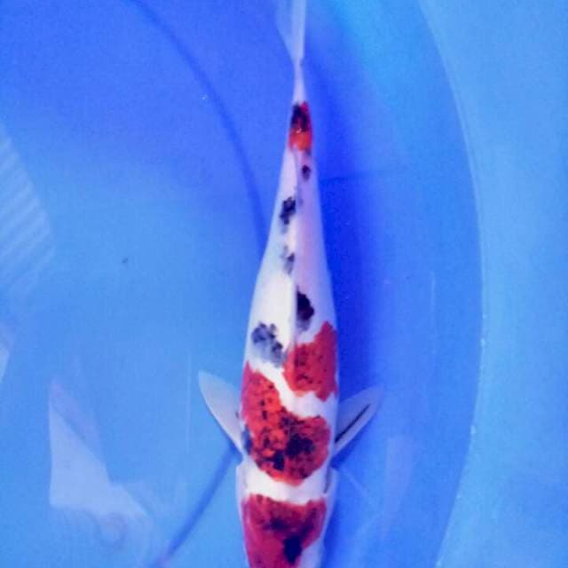 Goromo sanke 27 cm
