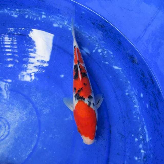 Sanke ±27cm