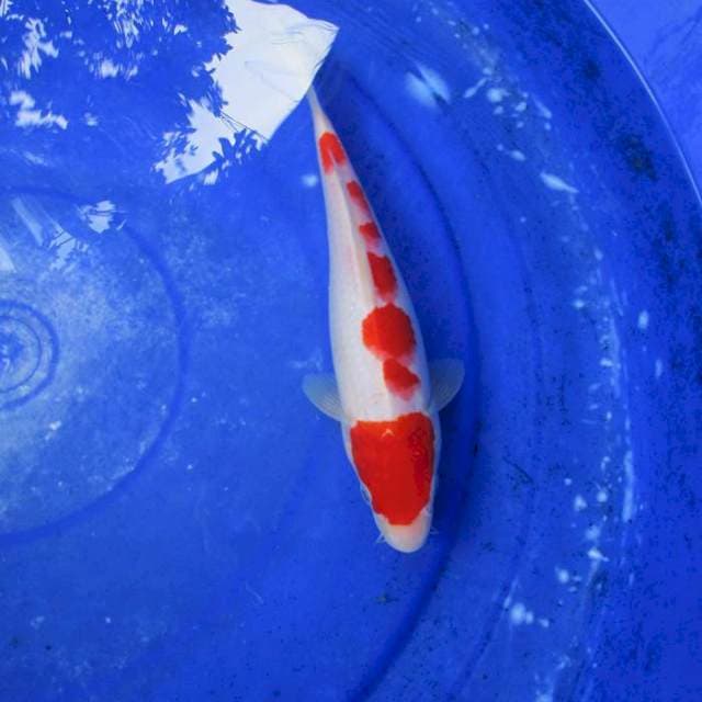 Kohaku ±25cm
