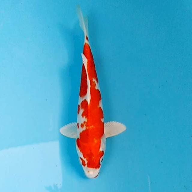 Kikushui original bagus