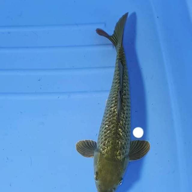 CHAGOI BLINK BLINK 27 CM