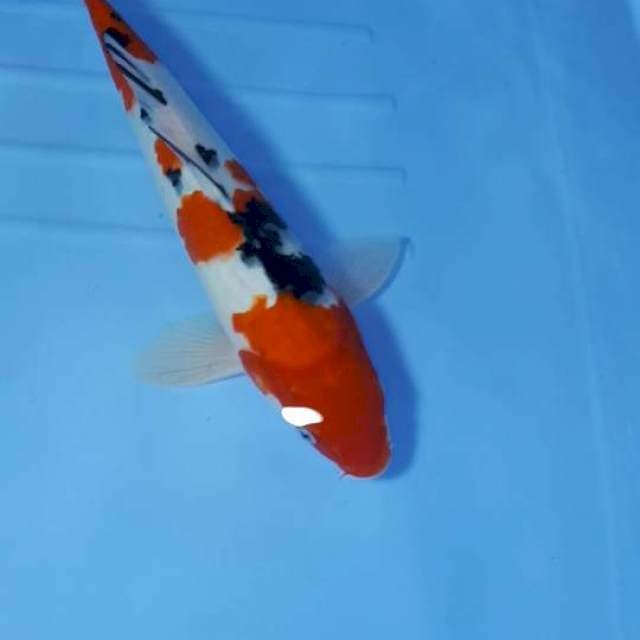 SANKE 32 CM