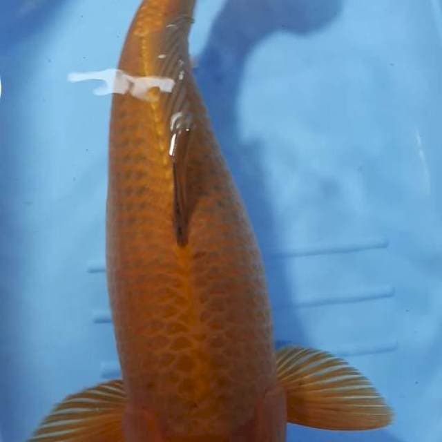 CHAGOI TEMBAGA F1 BULKY 55 CM