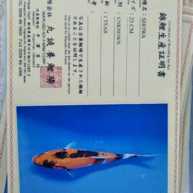 Showa import marusei