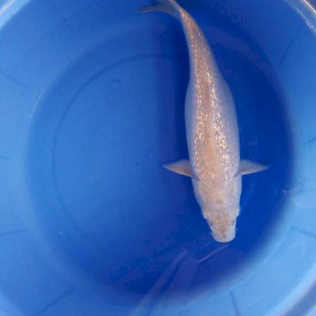 Karashi ginrin 33cm