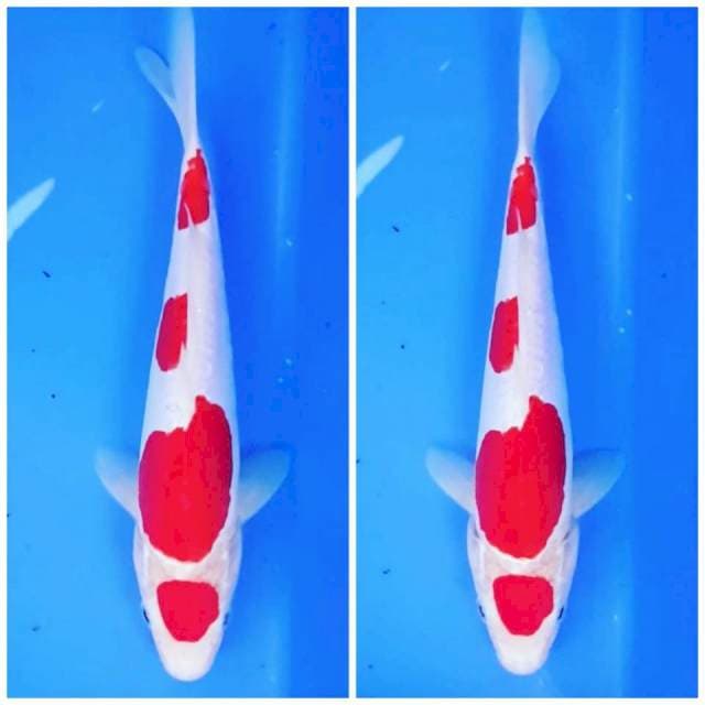 MIZUNO ~ KOHAKU DOITSU 25CM