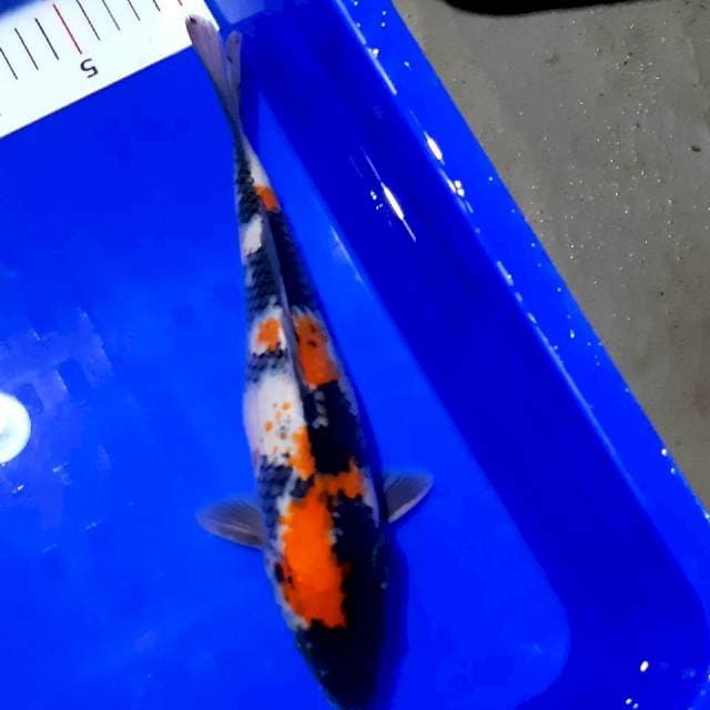 Showa male 28 cm