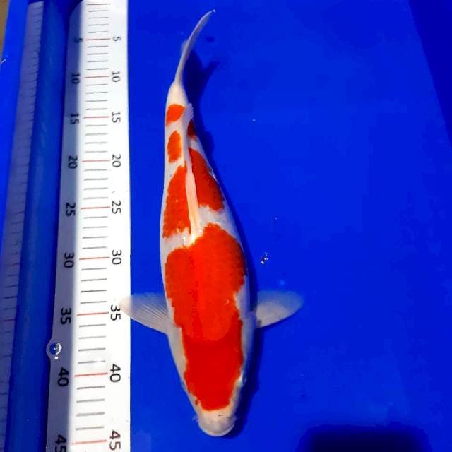 Syahrini 39 cm bulky