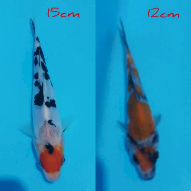 Tc showa 15cm & maruten showa 12cm (cutting sudah satu minggu) siip