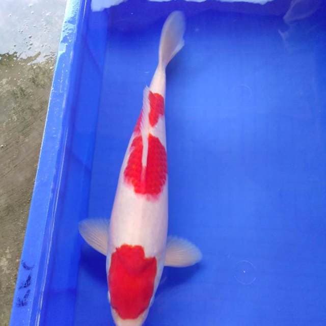 Kohaku premium