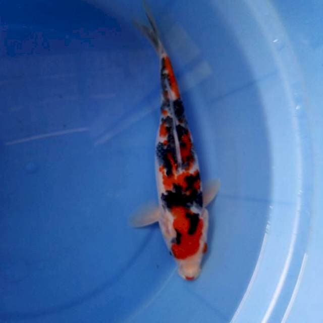 25cm jozz