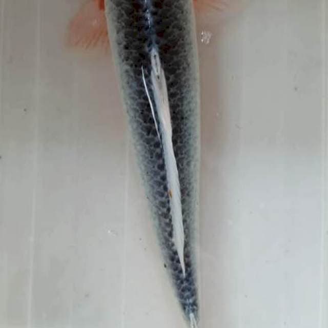 Asagi Jumbo F 1