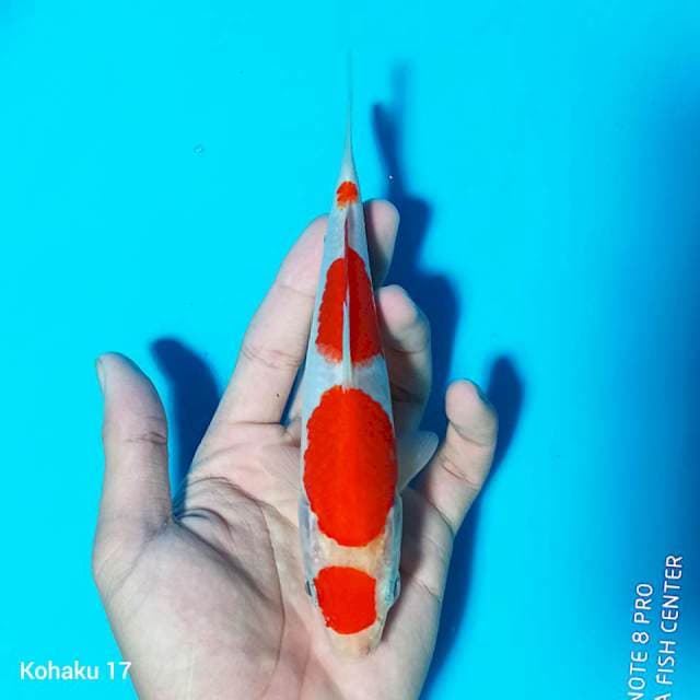 Maruten kohaku