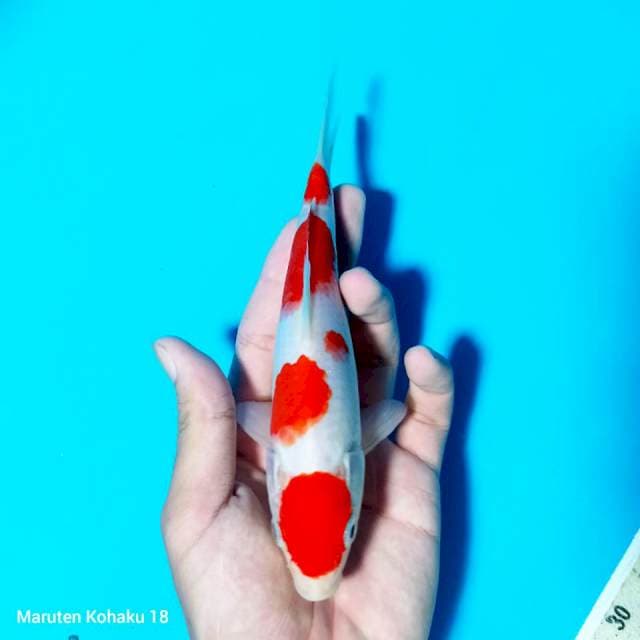 Red Kohaku