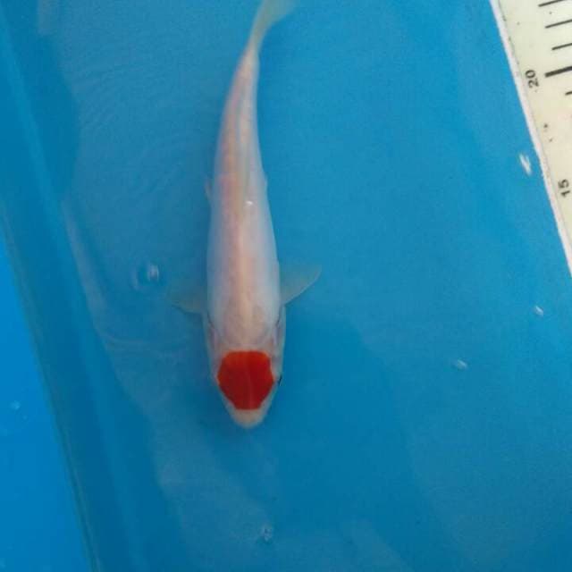 Original tancho kohaku